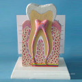 Menschliche normale Zähne Struktur Modell für Demonstration